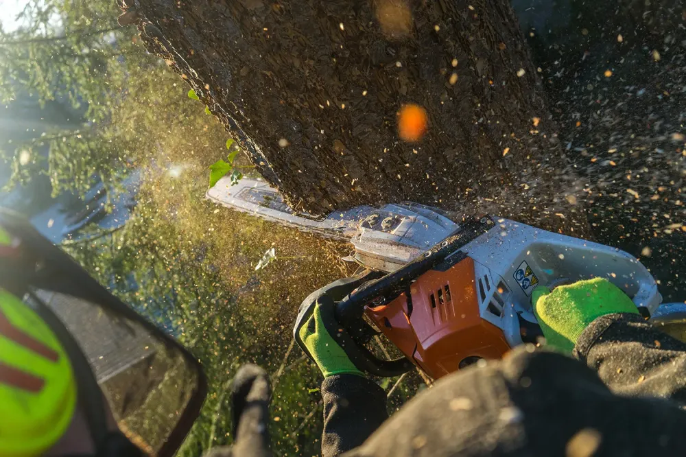 abattage et élagage d'arbrewebp